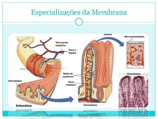 Especializações da Membrana

 