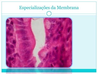Especializações da Membrana

 