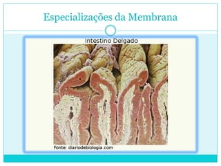 Especializações da Membrana

 