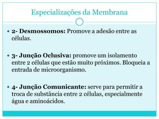 Especializações da Membrana
 2- Desmossomos: Promove a adesão entre as

células.
 3- Junção Oclusiva: promove um isolamento

entre 2 células que estão muito próximos. Bloqueia a
entrada de microorganismo.
 4- Junção Comunicante: serve para permitir a

troca de substância entre 2 células, especialmente
água e aminoácidos.

 