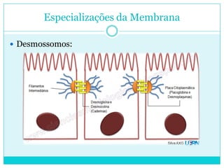 Especializações da Membrana
 Desmossomos:

 