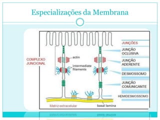 Especializações da Membrana

 