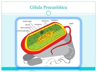 Célula Procariótica

 