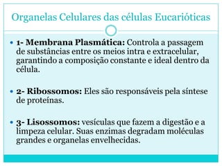 Organelas Celulares das células Eucarióticas
 1- Membrana Plasmática: Controla a passagem

de substâncias entre os meios intra e extracelular,
garantindo a composição constante e ideal dentro da
célula.

 2- Ribossomos: Eles são responsáveis pela síntese

de proteínas.

 3- Lisossomos: vesículas que fazem a digestão e a

limpeza celular. Suas enzimas degradam moléculas
grandes e organelas envelhecidas.

 