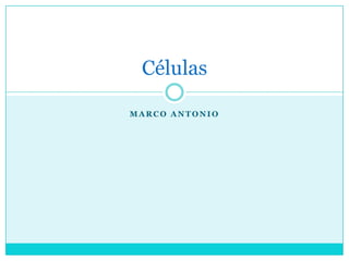 Células
MARCO ANTONIO

 