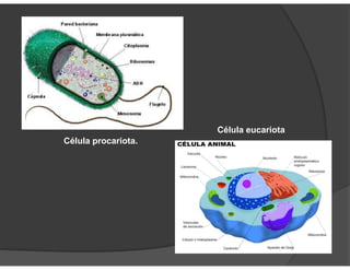 Célula procariota.
Célula eucariota
 