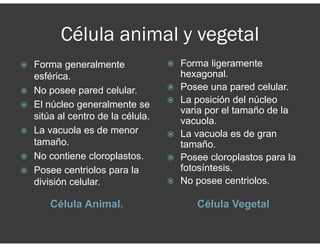 Célula animal y vegetal
Célula Animal. Célula Vegetal
Forma generalmente
esférica.
No posee pared celular.
El núcleo generalmente se
sitúa al centro de la célula.
La vacuola es de menor
tamaño.
No contiene cloroplastos.
Posee centriolos para la
división celular.
Forma ligeramente
hexagonal.
Posee una pared celular.
La posición del núcleo
varia por el tamaño de la
vacuola.
La vacuola es de gran
tamaño.
Posee cloroplastos para la
fotosíntesis.
No posee centriolos.
 