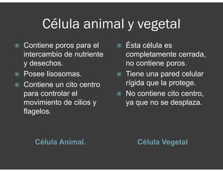 Célula animal y vegetal
Célula Animal. Célula Vegetal
Contiene poros para el
intercambio de nutriente
y desechos.
Posee lisosomas.
Contiene un cito centro
para controlar el
movimiento de cilios y
flagelos.
Ésta célula es
completamente cerrada,
no contiene poros.
Tiene una pared celular
rígida que la protege.
No contiene cito centro,
ya que no se desplaza.
 