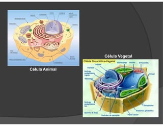 Célula Animal
Célula Vegetal
 
