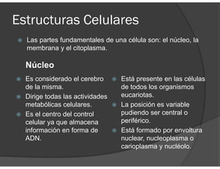 Estructuras Celulares
Las partes fundamentales de una célula son: el núcleo, la
membrana y el citoplasma.
Es considerado el cerebro
de la misma.
Dirige todas las actividades
metabólicas celulares.
Es el centro del control
celular ya que almacena
información en forma de
ADN.
Está presente en las células
de todos los organismos
eucariotas.
La posición es variable
pudiendo ser central o
periférico.
Está formado por envoltura
nuclear, nucleoplasma o
carioplasma y nucléolo.
Núcleo
 