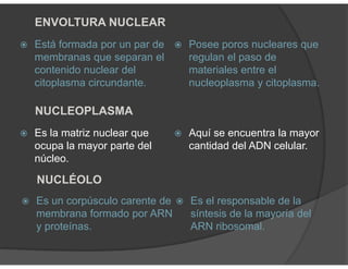 Está formada por un par de
membranas que separan el
contenido nuclear del
citoplasma circundante.
Posee poros nucleares que
regulan el paso de
materiales entre el
nucleoplasma y citoplasma.
ENVOLTURA NUCLEAR
Es la matriz nuclear que
ocupa la mayor parte del
núcleo.
Aquí se encuentra la mayor
cantidad del ADN celular.
NUCLEOPLASMA
Es un corpúsculo carente de
membrana formado por ARN
y proteínas.
Es el responsable de la
síntesis de la mayoría del
ARN ribosomal.
NUCLÉOLO
 