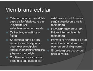 Membrana celular
Está formada por una doble
capa de fosfolípidos, lo que
le permite ser
selectivamente permeable.
Es flexible, asimétrica y
fluida.
Se forma a partir de las
secreciones de algunos
organelos principales
(Retículo endoplásmico liso
y Aparato de golgi)
Contiene en su estructura
proteínas que pueden ser
extrínsecas o intrínsecas
según atraviesen o no la
membrana.
El colesterol permite una
fluidez intermedia en la
membrana.
Permite el aislamiento de las
reacciones químicas que
ocurren en el citoplasma
Sirve de apoyo estructural
para la célula.
 