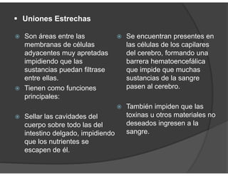  Uniones Estrechas
Son áreas entre las
membranas de células
adyacentes muy apretadas
impidiendo que las
sustancias puedan filtrase
entre ellas.
Tienen como funciones
principales:
Sellar las cavidades del
cuerpo sobre todo las del
intestino delgado, impidiendo
que los nutrientes se
escapen de él.
Se encuentran presentes en
las células de los capilares
del cerebro, formando una
barrera hematoencefálica
que impide que muchas
sustancias de la sangre
pasen al cerebro.
También impiden que las
toxinas u otros materiales no
deseados ingresen a la
sangre.
 