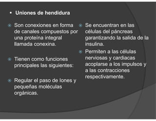  Uniones de hendidura
Son conexiones en forma
de canales compuestos por
una proteína integral
llamada conexina.
Tienen como funciones
principales las siguientes:
Regular el paso de Iones y
pequeñas moléculas
orgánicas.
Se encuentran en las
células del páncreas
garantizando la salida de la
insulina.
Permiten a las células
nerviosas y cardiacas
acoplarse a los impulsos y
a las contracciones
respectivamente.
 