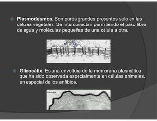 Plasmodesmos. Son poros grandes presentes solo en las
células vegetales. Se interconectan permitiendo el paso libre
de agua y moléculas pequeñas de una célula a otra.
Glicocálix. Es una envoltura de la membrana plasmática
que ha sido observada especialmente en células animales,
en especial de los anfibios.
 