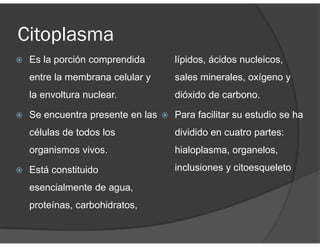 Citoplasma
Es la porción comprendida
entre la membrana celular y
la envoltura nuclear.
Se encuentra presente en las
células de todos los
organismos vivos.
Está constituido
esencialmente de agua,
proteínas, carbohidratos,
lípidos, ácidos nucleicos,
sales minerales, oxígeno y
dióxido de carbono.
Para facilitar su estudio se ha
dividido en cuatro partes:
hialoplasma, organelos,
inclusiones y citoesqueleto
 