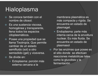 Hialoplasma
Se conoce también con el
nombre de citosol.
Es una sustancia viscosa,
homogénea y transparente,
llena todos los espacios
citoplasmáticos.
Posee una propiedad que se
llama Tixotropía. Que permite
cambiar de un estado
semifluido (sol) a otro
semisólido (gel) y viceversa.
Se divide en:
Ectoplasma: porción más
externa cercana a la
membrana plasmática es
más compacta y rígida. Se
encuentra en estado de
plasmagel.
Endoplasma: parte más
interna cerca de la envoltura
nuclear. Es más fluida. Se
encuentra en estado de
plasmasol
Por las enzimas que posee es
el sitio donde se efectúan
reacciones metabólicas tales
como la glucolisis y la
fermentación
 