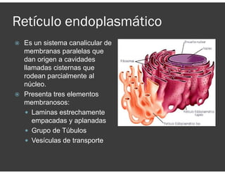 Retículo endoplasmático
Es un sistema canalicular de
membranas paralelas que
dan origen a cavidades
llamadas cisternas que
rodean parcialmente al
núcleo.
Presenta tres elementos
membranosos:
Laminas estrechamente
empacadas y aplanadas
Grupo de Túbulos
Vesículas de transporte
 