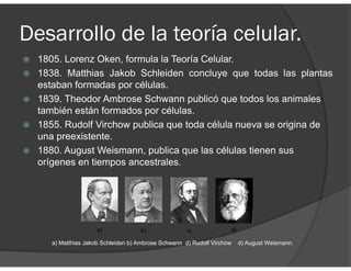 Desarrollo de la teoría celular.
1805. Lorenz Oken, formula la Teoría Celular.
1838. Matthias Jakob Schleiden concluye que todas las plantas
estaban formadas por células.
1839. Theodor Ambrose Schwann publicó que todos los animales
también están formados por células.
1855. Rudolf Virchow publica que toda célula nueva se origina de
una preexistente.
1880. August Weismann, publica que las células tienen sus
orígenes en tiempos ancestrales.
a) Matthias Jakob Schleiden b) Ambrose Schwann d) Rudolf Virchow d) August Weismann.
 