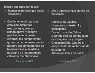 Existen dos tipos de retículo:
Rugoso o granular que posee
ribosomas.
Liso o agranular que carece de
ribosomas.
• Contienen enzimas que
catalizan diferentes
reacciones químicas.
• Brinda apoyo y soporte
mecánico de la célula.
• Sintetiza los componentes
químicos de las membranas.
• Elabora los componentes de
la membrana plasmática,
nuclear y de los organelos
celulares membranosos.
• Síntesis de Lípidos.
Hormonas, colesterol y
fosfolípidos.
• Desintoxicación Celular.
Degradación de compuestos
carcinogénicos y drogas.
• Glucogenólisis. Que es el
rompimiento de moléculas de
glucógeno
• Almacena iones de calcio.
Funciones REL
Funciones RER
 