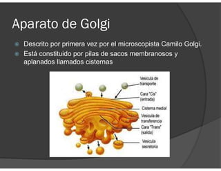 Aparato de Golgi
Descrito por primera vez por el microscopista Camilo Golgi.
Está constituido por pilas de sacos membranosos y
aplanados llamados cisternas
 