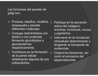 Las funciones del aparato de
golgi son:
Procesa, clasifica, modifica,
empaqueta y secreta
diferentes moléculas.
Conjuga carbohidratos con
lípidos o con proteínas
formando glucolípidos o
glucoproteínas
respectivamente.
Contribuye en la formación
de la pared celular
sintetizando algunos de sus
polisacáridos.
Participa en la secreción
activa del colágeno,
enzimas, hormonas, mucus
y pigmentos.
Interviene en la circulación
intracelular determinando y
dirigiendo el transporte de
sustancias.
Origina los lisosomas, así
como el acrosoma del
espermatozoide.
 