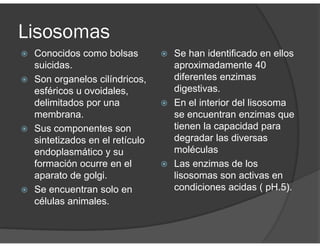 Lisosomas
Conocidos como bolsas
suicidas.
Son organelos cilíndricos,
esféricos u ovoidales,
delimitados por una
membrana.
Sus componentes son
sintetizados en el retículo
endoplasmático y su
formación ocurre en el
aparato de golgi.
Se encuentran solo en
células animales.
Se han identificado en ellos
aproximadamente 40
diferentes enzimas
digestivas.
En el interior del lisosoma
se encuentran enzimas que
tienen la capacidad para
degradar las diversas
moléculas
Las enzimas de los
lisosomas son activas en
condiciones acidas ( pH.5).
 