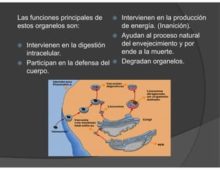 Las funciones principales de
estos organelos son:
Intervienen en la digestión
intracelular.
Participan en la defensa del
cuerpo.
Intervienen en la producción
de energía. (Inanición).
Ayudan al proceso natural
del envejecimiento y por
ende a la muerte.
Degradan organelos.
 