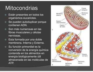 Mitocondrias
Están presentes en todos los
organismos eucariotas.
Se pueden autoduplicar porque
contienen ADN.
Son más numerosas en las
fibras musculares y células
nerviosas.
Esta formada por una doble
membrana. Interna y Externa.
Su función primordial es la
conversión de la energía química
contenida en los alimentos en
energía biológicamente útil
almacenada en las moléculas de
ATP.
 