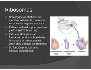 Ribosomas
Son organelos elípticos, sin
membrana limitante, presentes
en todos los organismos vivos.
Están constituidos por proteínas
y ARNr (ARNribosomal).
Estructuralmente están
formados por dos subunidades:
la mayor y la menor que se
unen en la síntesis de proteínas.
Su función principal es la
síntesis de proteínas.
 