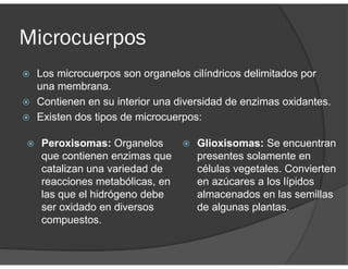 Microcuerpos
Los microcuerpos son organelos cilíndricos delimitados por
una membrana.
Contienen en su interior una diversidad de enzimas oxidantes.
Existen dos tipos de microcuerpos:
Peroxisomas: Organelos
que contienen enzimas que
catalizan una variedad de
reacciones metabólicas, en
las que el hidrógeno debe
ser oxidado en diversos
compuestos.
Glioxisomas: Se encuentran
presentes solamente en
células vegetales. Convierten
en azúcares a los lípidos
almacenados en las semillas
de algunas plantas.
 