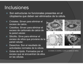 Inclusiones
Son estructuras no funcionales presentes en el
citoplasma que deben ser eliminados de la célula.
Cristales. Sirven para eliminar el
exceso de calcio.
Cistolitos. Sirven para eliminar el
exceso de carbonato de calcio de
la pared celular.
Silicilito. Sirve para eliminar el
exceso de sílice que proviene de la
pared celular.
Desechos. Son el resultado de
actividades normales de la célula.
Gotas de lípido. Formados por el
exceso que se encuentran de ellos
en las células.
a) cristales. b) cistolitos. c) gotas de lípidos d) rafidios.
 