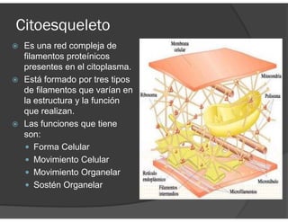 Citoesqueleto
Es una red compleja de
filamentos proteínicos
presentes en el citoplasma.
Está formado por tres tipos
de filamentos que varían en
la estructura y la función
que realizan.
Las funciones que tiene
son:
Forma Celular
Movimiento Celular
Movimiento Organelar
Sostén Organelar
 