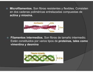 Microfilamentos. Son fibras resistentes y flexibles. Consisten
en dos cadenas poliméricas entrelazadas compuestas de
actina y miosina.
Filamentos intermedios. Son fibras de tamaño intermedio.
Están constituidos por varios tipos de proteínas, tales como
vimentina y desmina
 