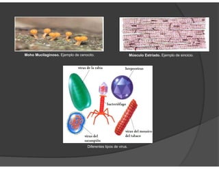 Moho Mucilaginoso. Ejemplo de cenocito. Músculo Estriado. Ejemplo de sincicio.
Diferentes tipos de virus.
 