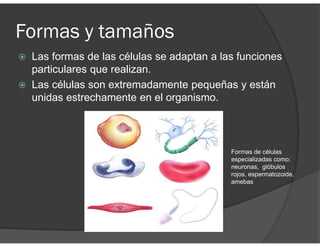 Formas y tamaños
Las formas de las células se adaptan a las funciones
particulares que realizan.
Las células son extremadamente pequeñas y están
unidas estrechamente en el organismo.
Formas de células
especializadas como:
neuronas, glóbulos
rojos, espermatozoide,
amebas
 