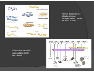 Formas de células que
adoptan algunas
bacterias: cocos, bacilos,
espirilos, vibroes.
Diferentes tamaños
que pueden tener
las células.
 