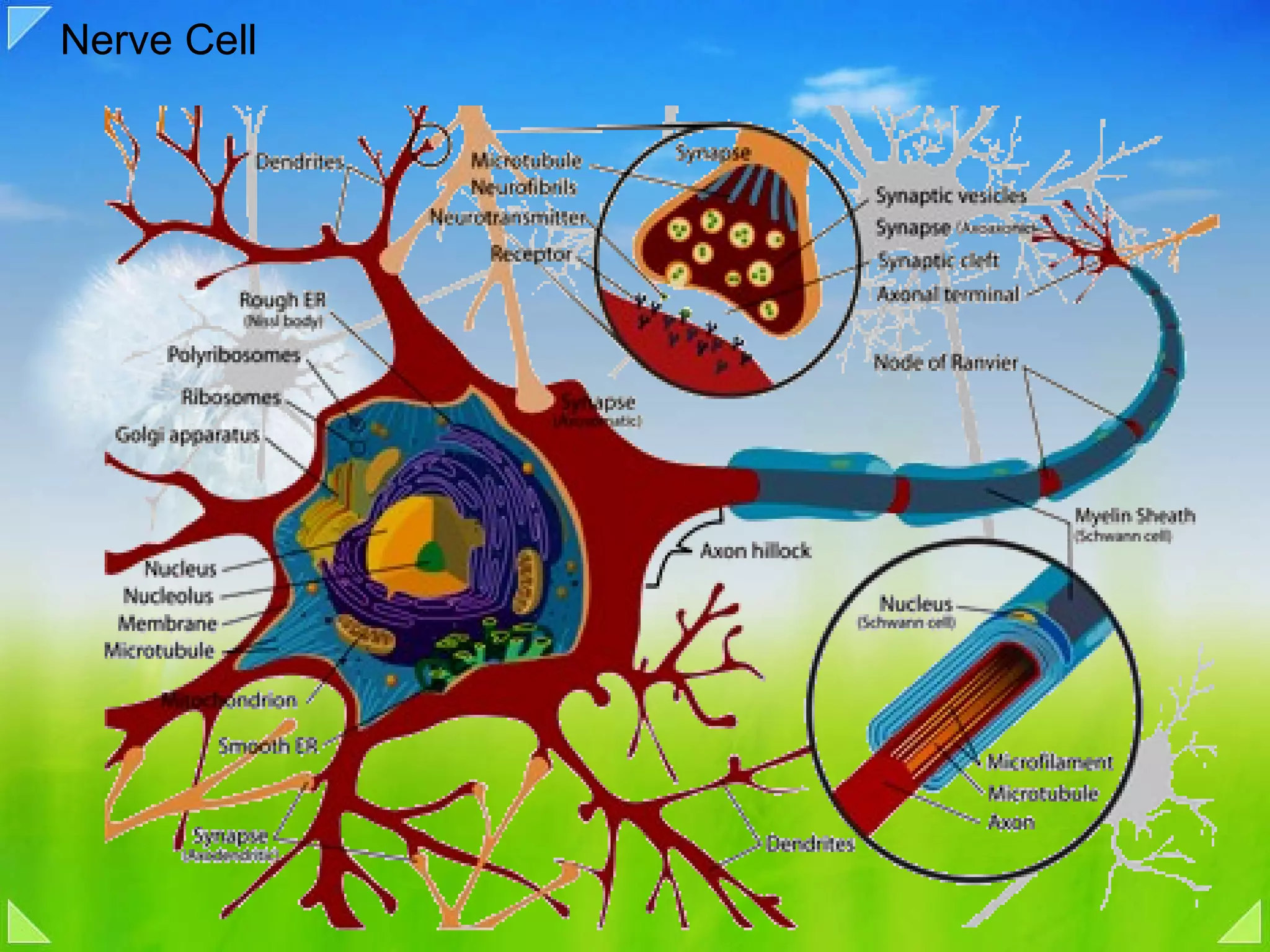 Nerve Cell  