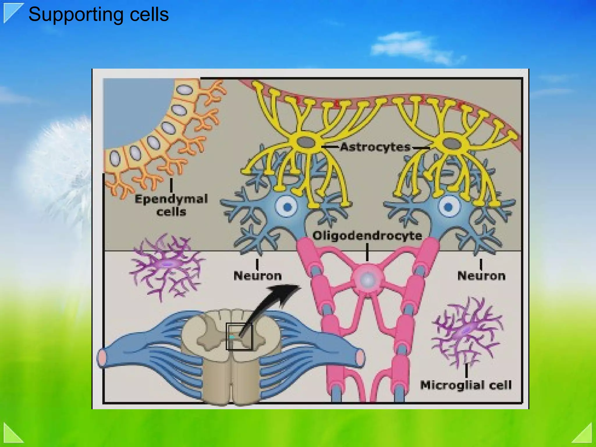 Supporting cells 