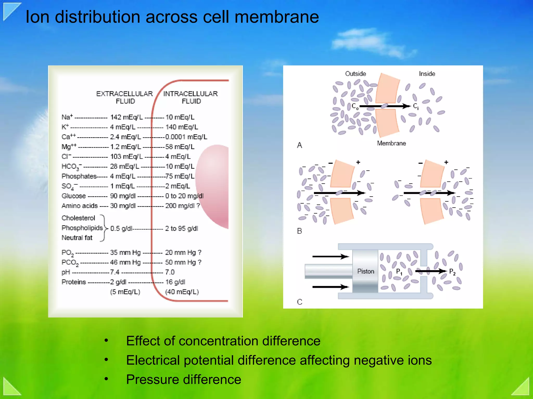 Ion distribution across cell membrane Effect of concentration difference  Electrical potential difference affecting negative ions Pressure difference 