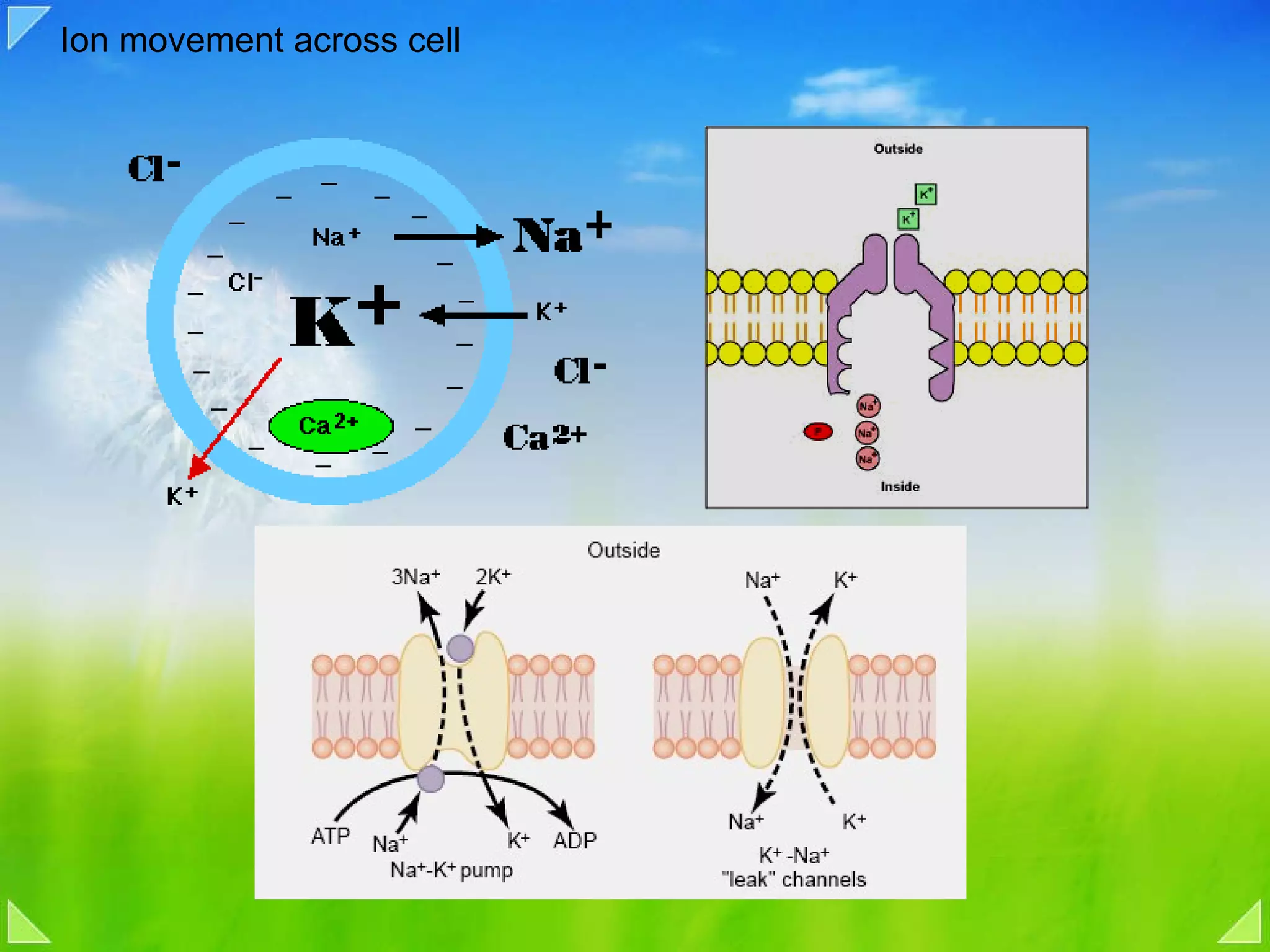 Ion movement across cell  