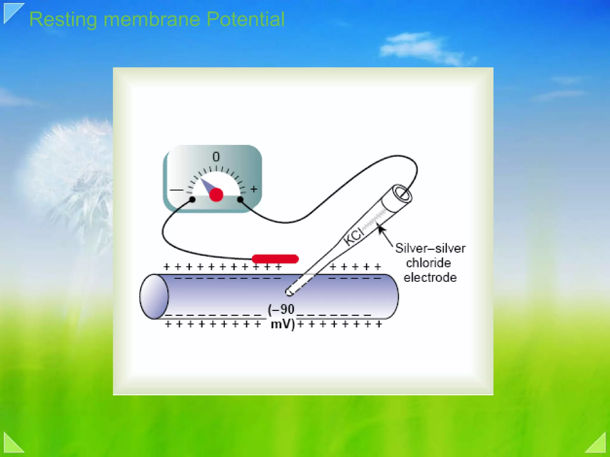 Resting membrane Potential 