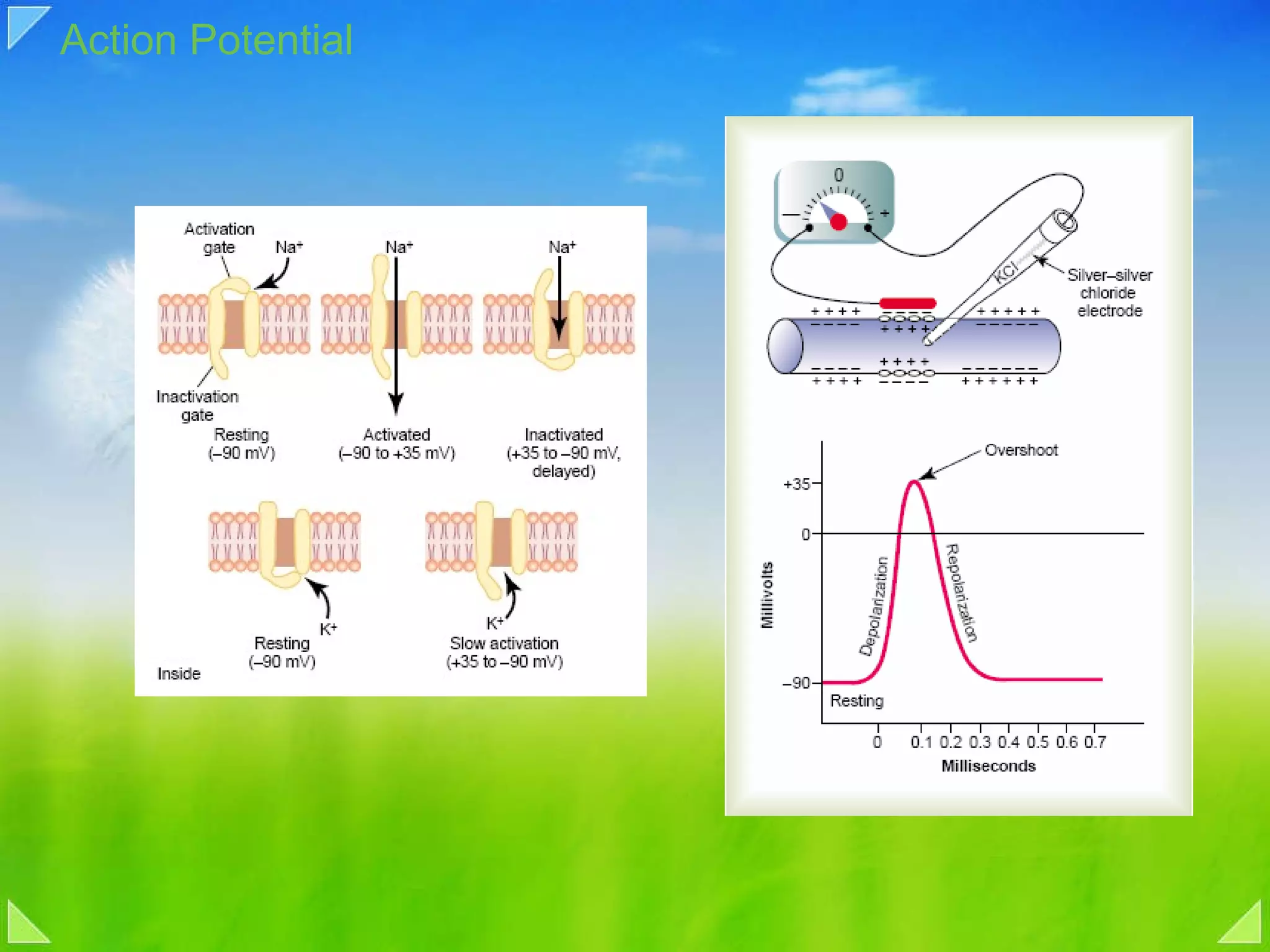 Action Potential 