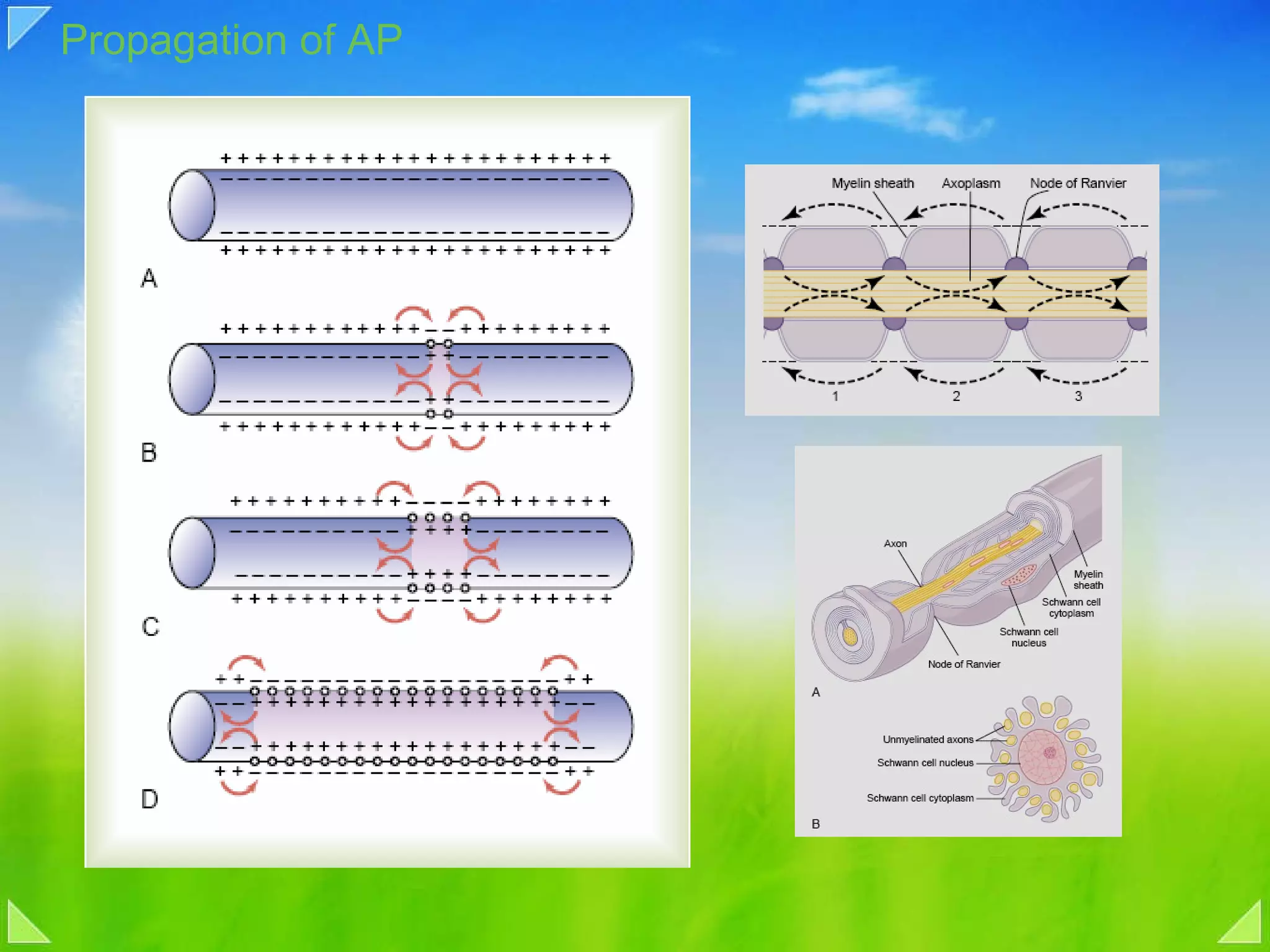 Propagation of AP 