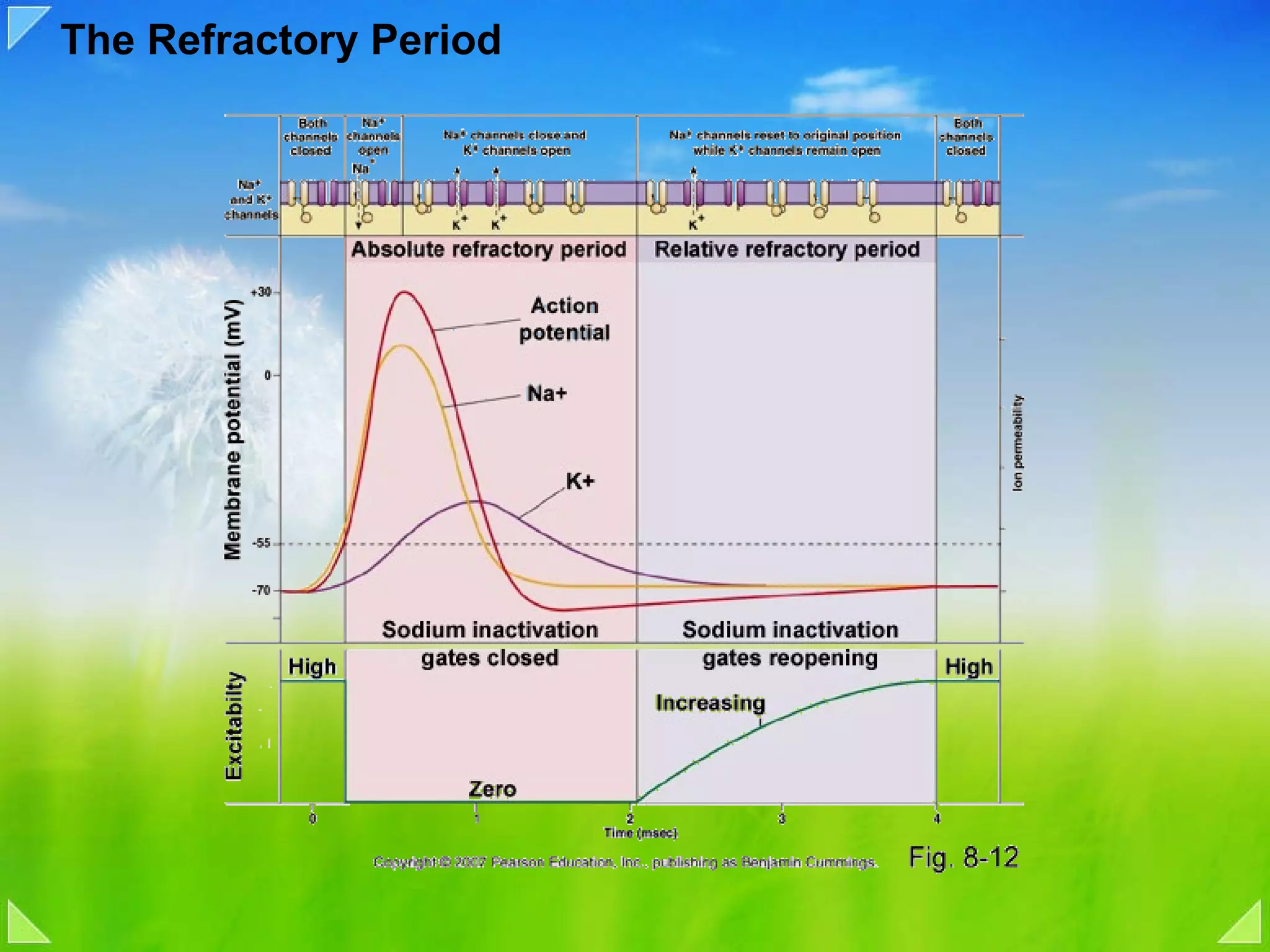 The Refractory Period 