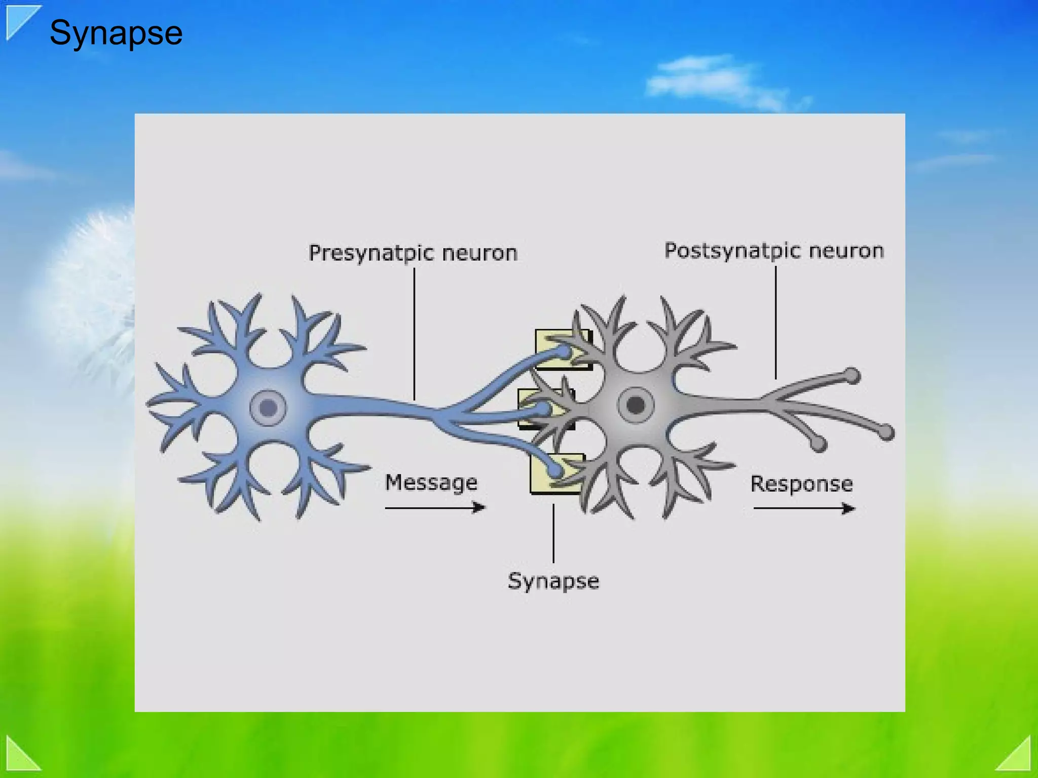 Synapse 