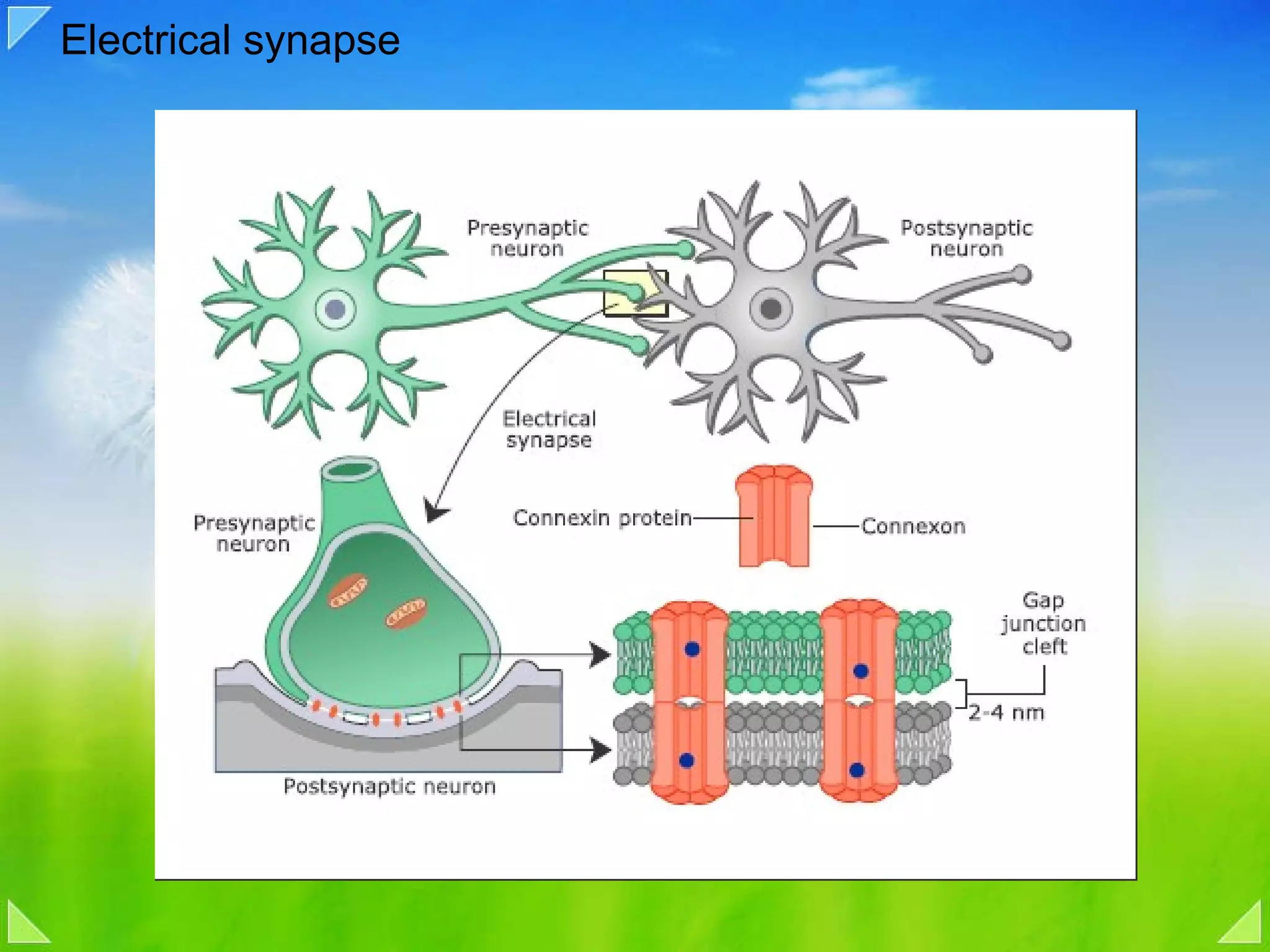 Electrical synapse 