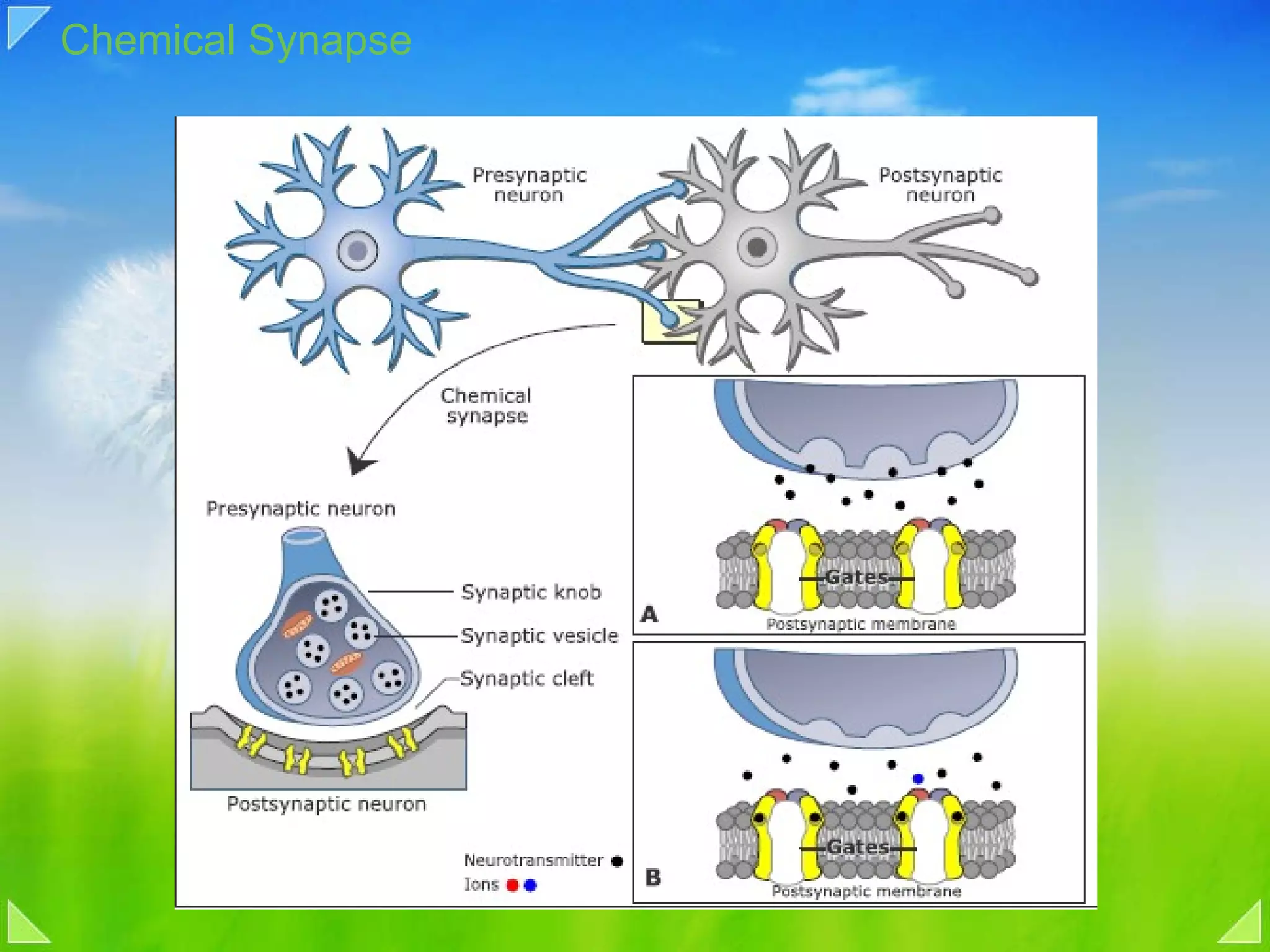 Chemical Synapse 