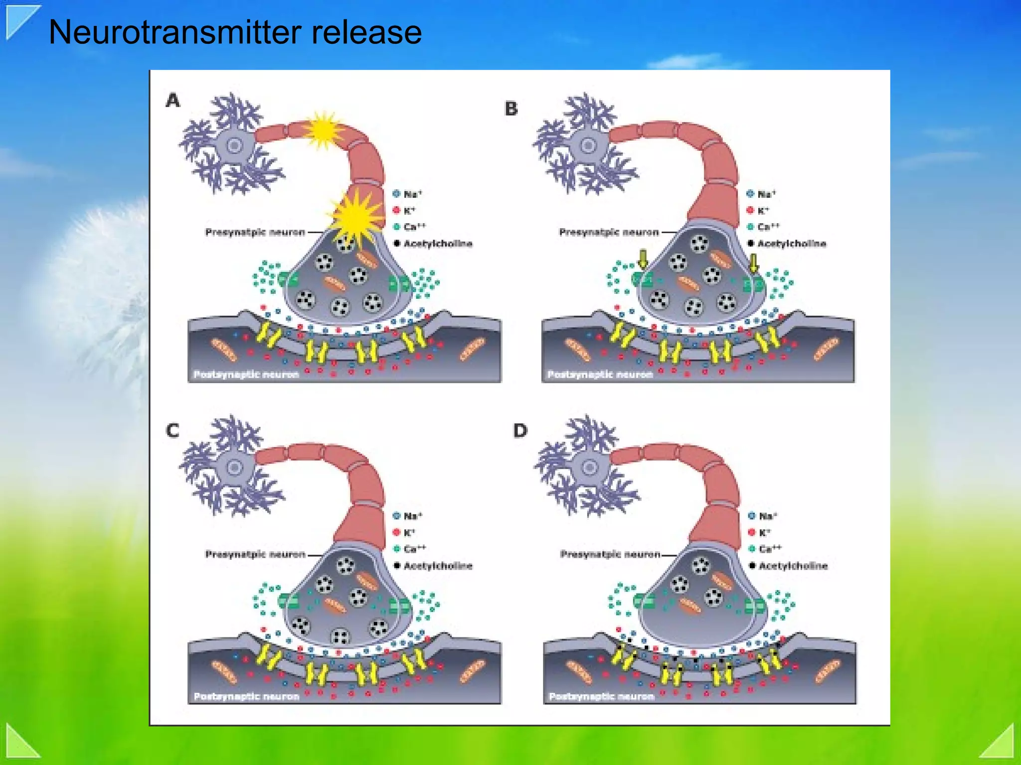 Neurotransmitter release 