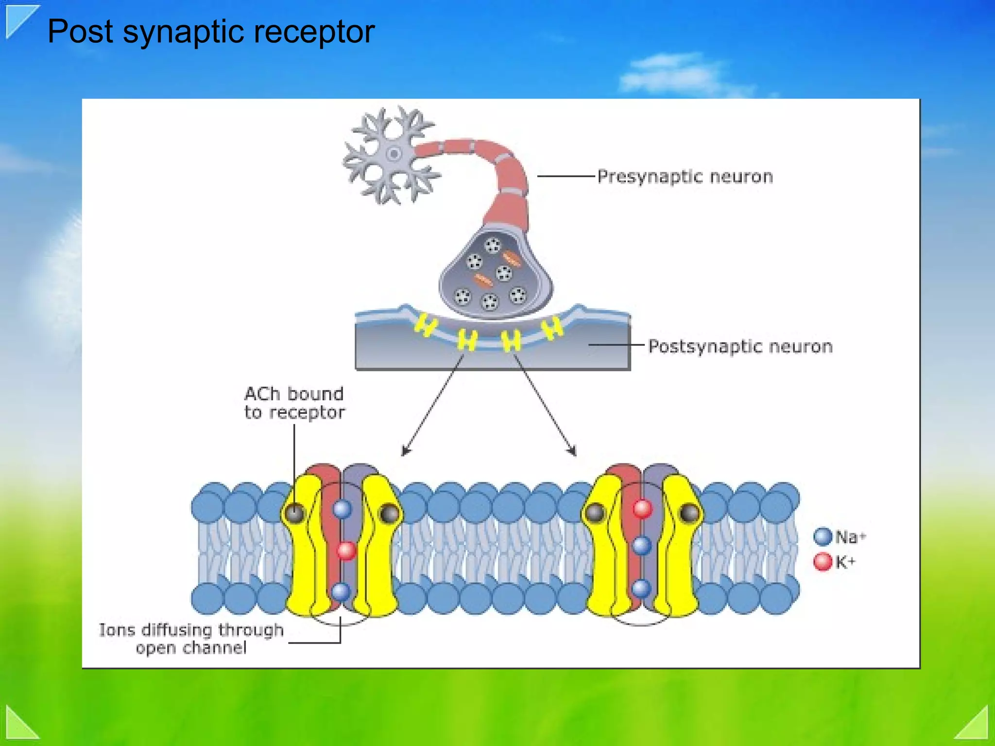Post synaptic receptor 